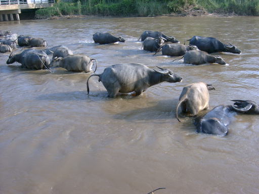 Photo by :: ����ǧ