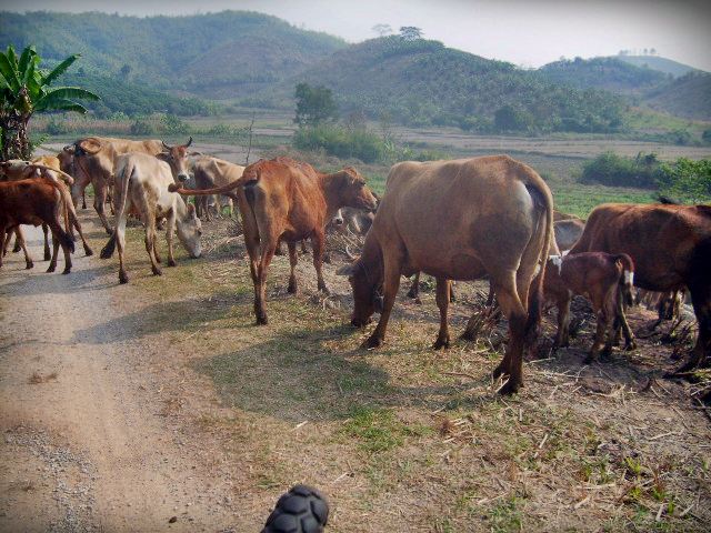 Photo by :: ����ǧ