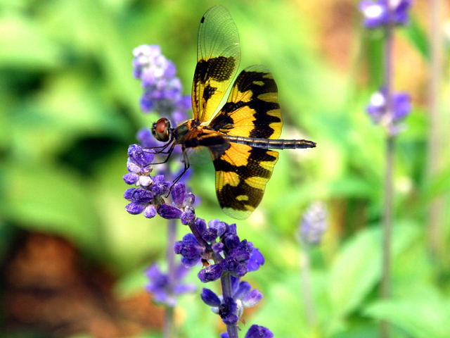 Photo by :: ����ǧ