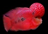 Photo by :: iClickFish 