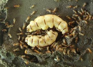 Photo by :: ��ǧ���ä� ��������ͧ