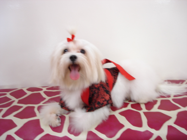 Photo by :: yespetshop