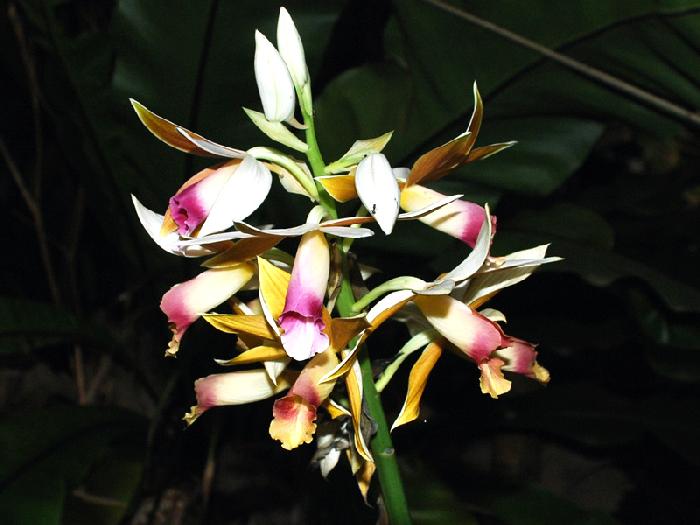 Photo by :: ����ǧ