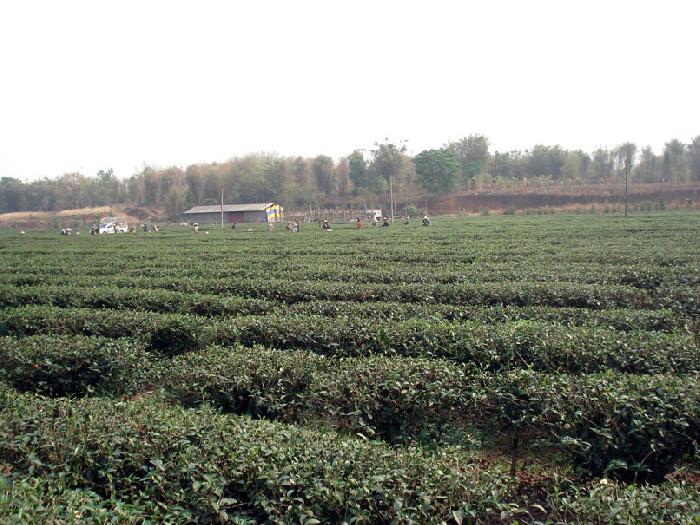 Photo by :: ����ǧ