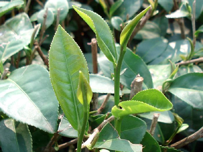 Photo by :: ����ǧ