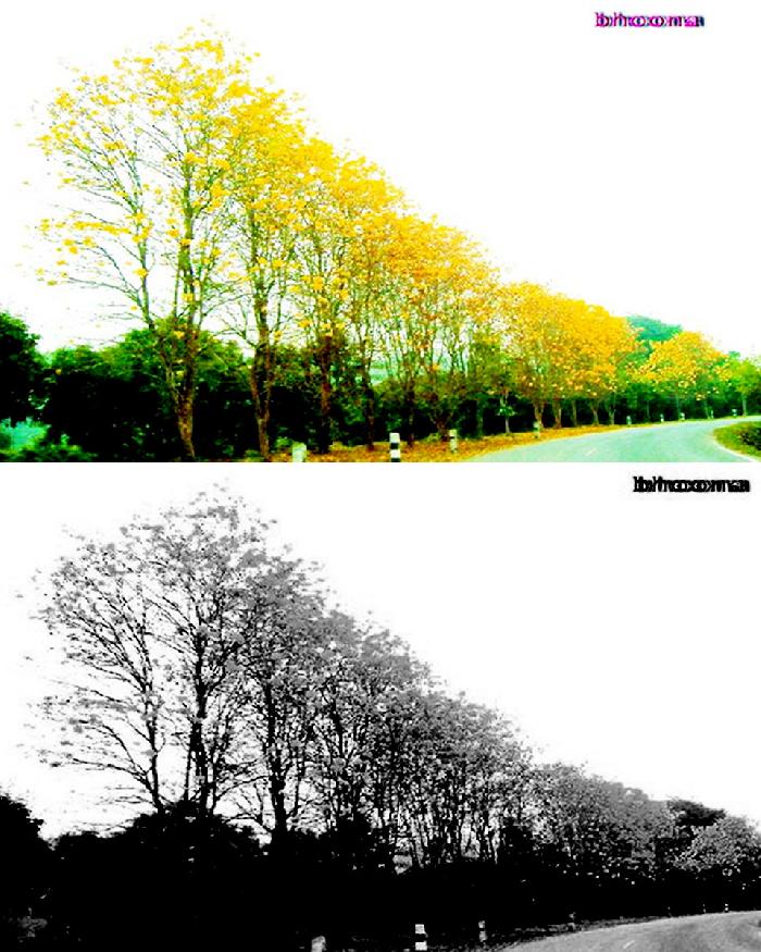 Photo by :: เสี่ยวเอ้อ