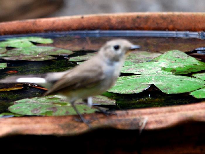 Photo by :: ����ǧ