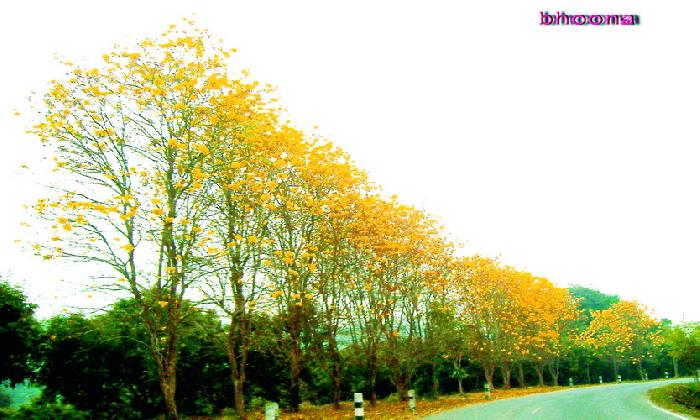 Photo by :: ปูนา