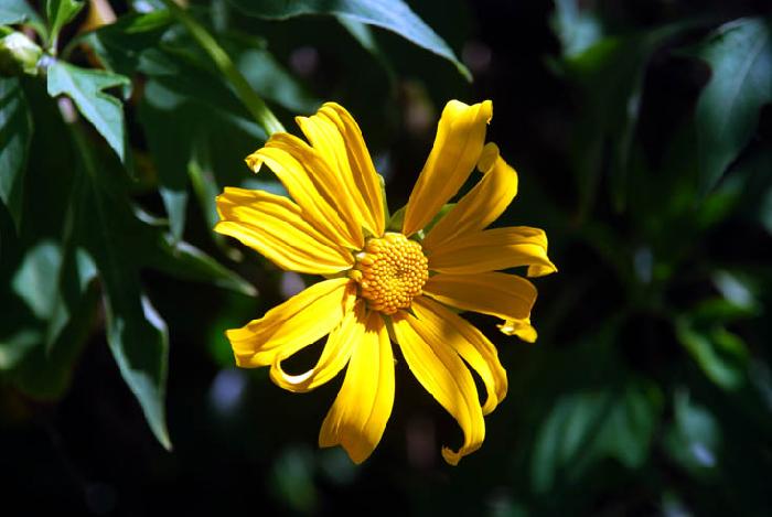 Photo by :: ����ǧ