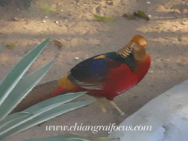 Photo by :: àªÕ§ÃÒÂâ¿¡ÑÊ