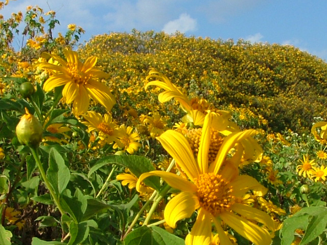 Photo by :: �����ͨ���µ�ͧ����ҧҹ�����