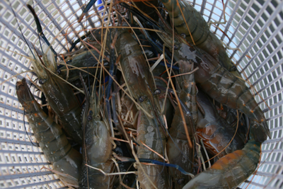 Photo by :: ��ҡ�������