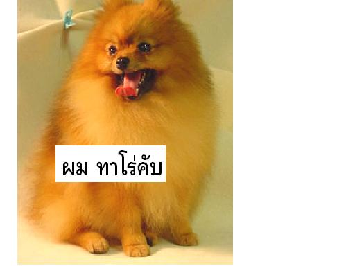 Photo by :: ˹���