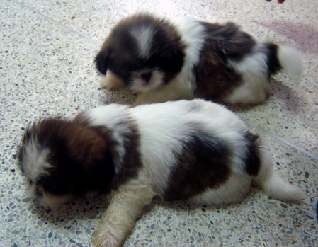 Photo by :: �ѵ��