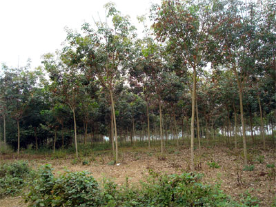 Photo by :: �ѹ��