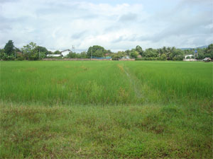 Photo by :: �ѹ��