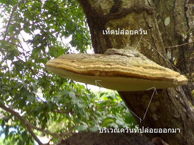 Photo by :: ��������Өѹ