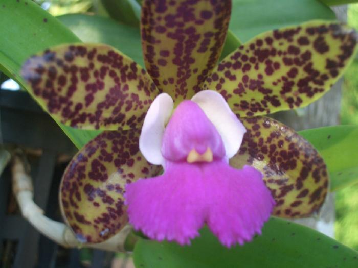 Photo by :: เด็กโง่